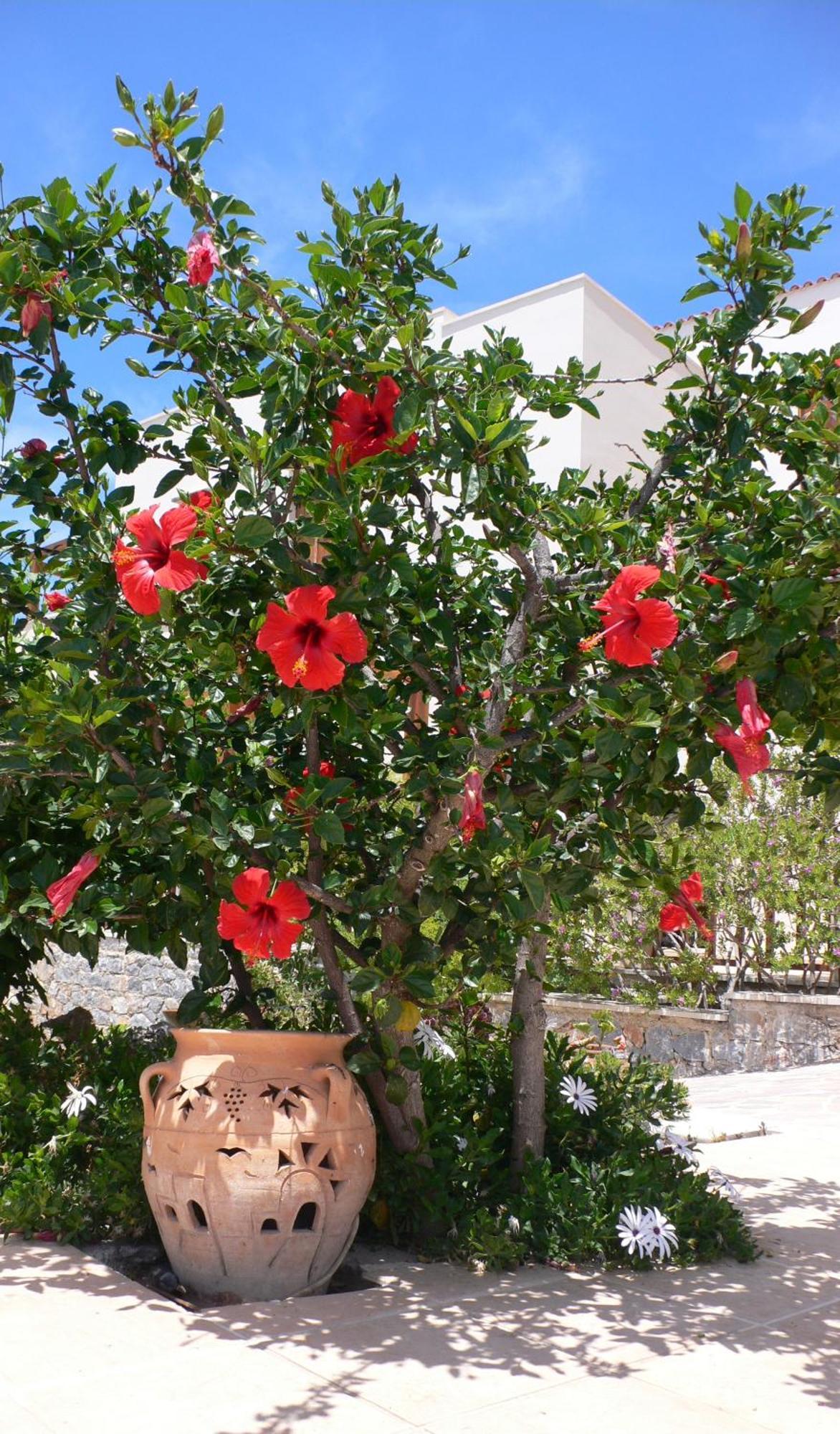 Stefanos Village Mírthios Esterno foto